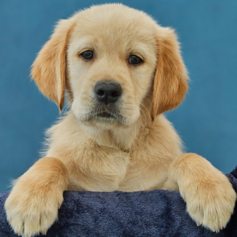 Meet Alan, Altomed’s 1st Guide Dog