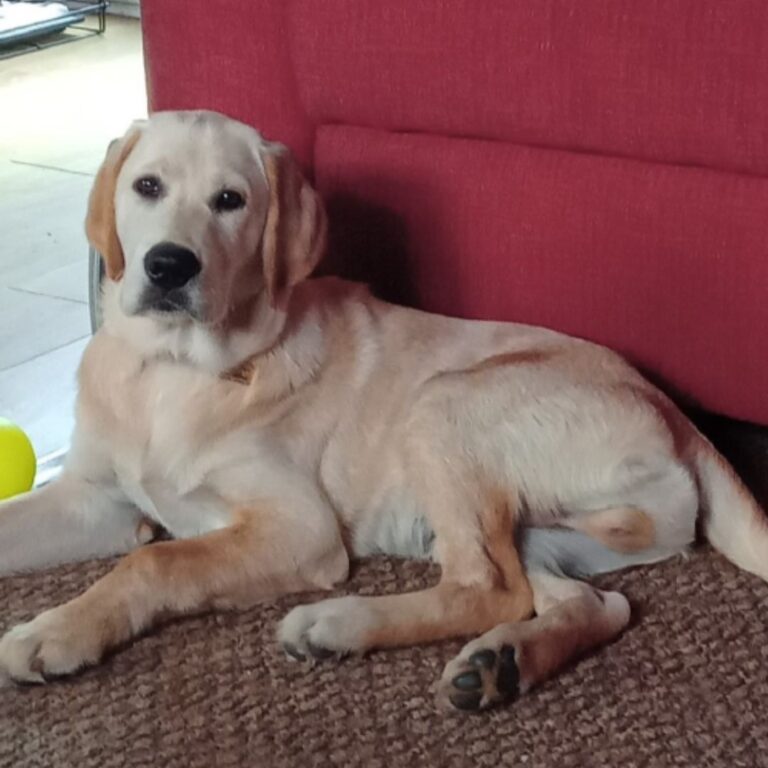 Alan the Altomed Guide Dog Update