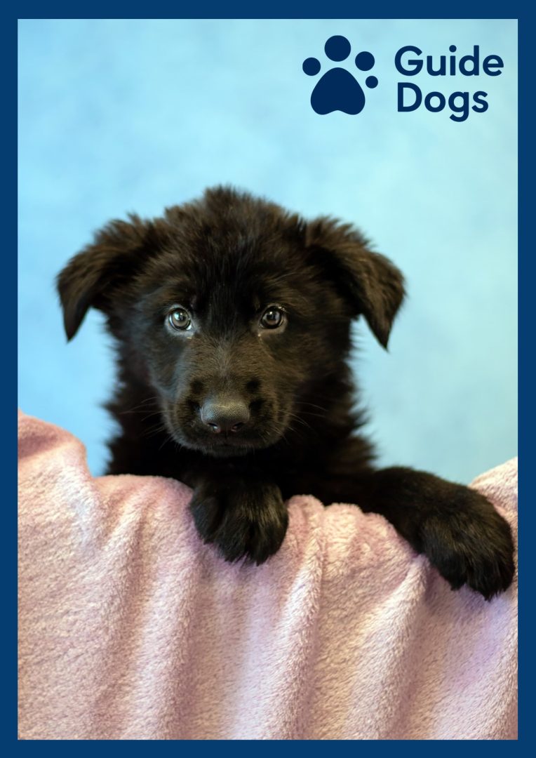 Altomed is thrilled to announce the sponsorship of its 2nd Guide Dog puppy Geordie!